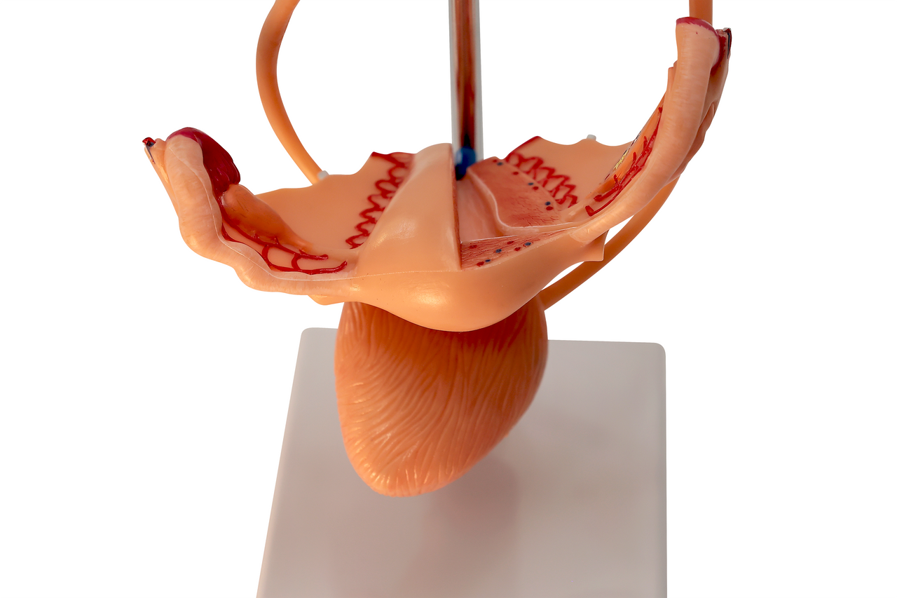 Axis Scientific Free Standing Urinary System, Life Size - 3 Parts