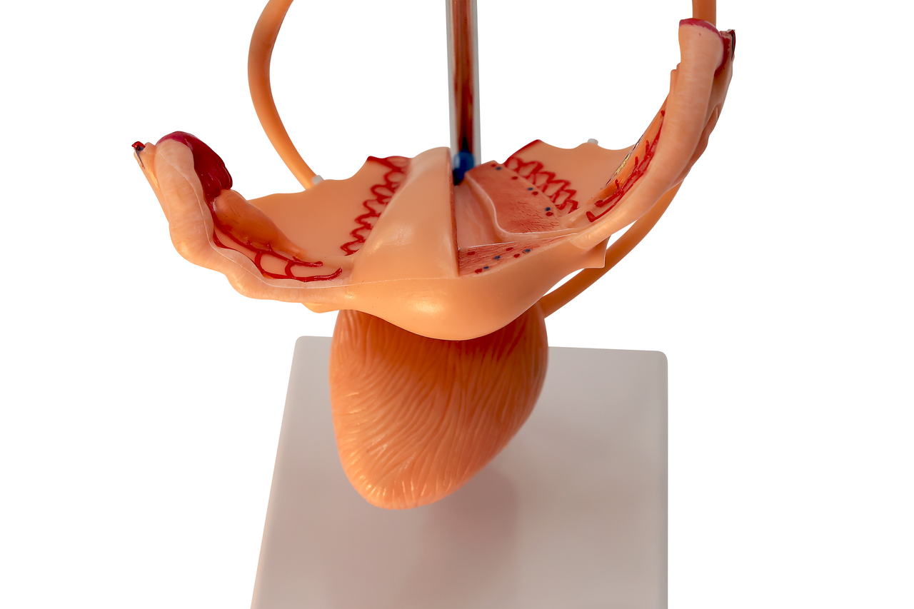 Axis Scientific Free Standing Urinary System, Life Size - 3 Parts