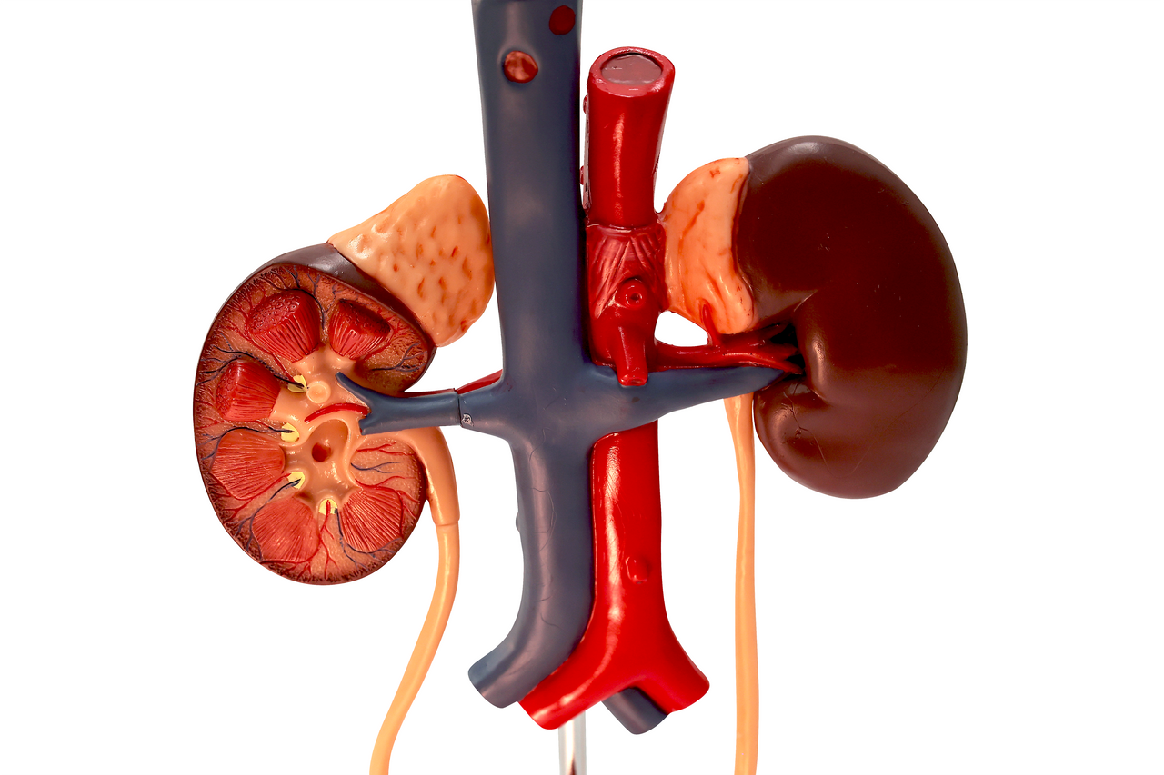 Axis Scientific Free Standing Urinary System, Life Size - 3 Parts