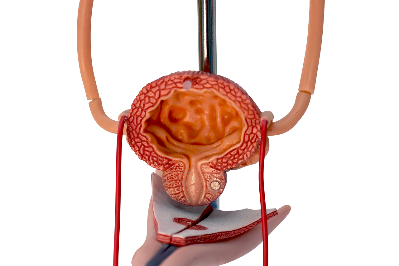 Axis Scientific Free Standing Urinary System, Life Size - 3 Parts
