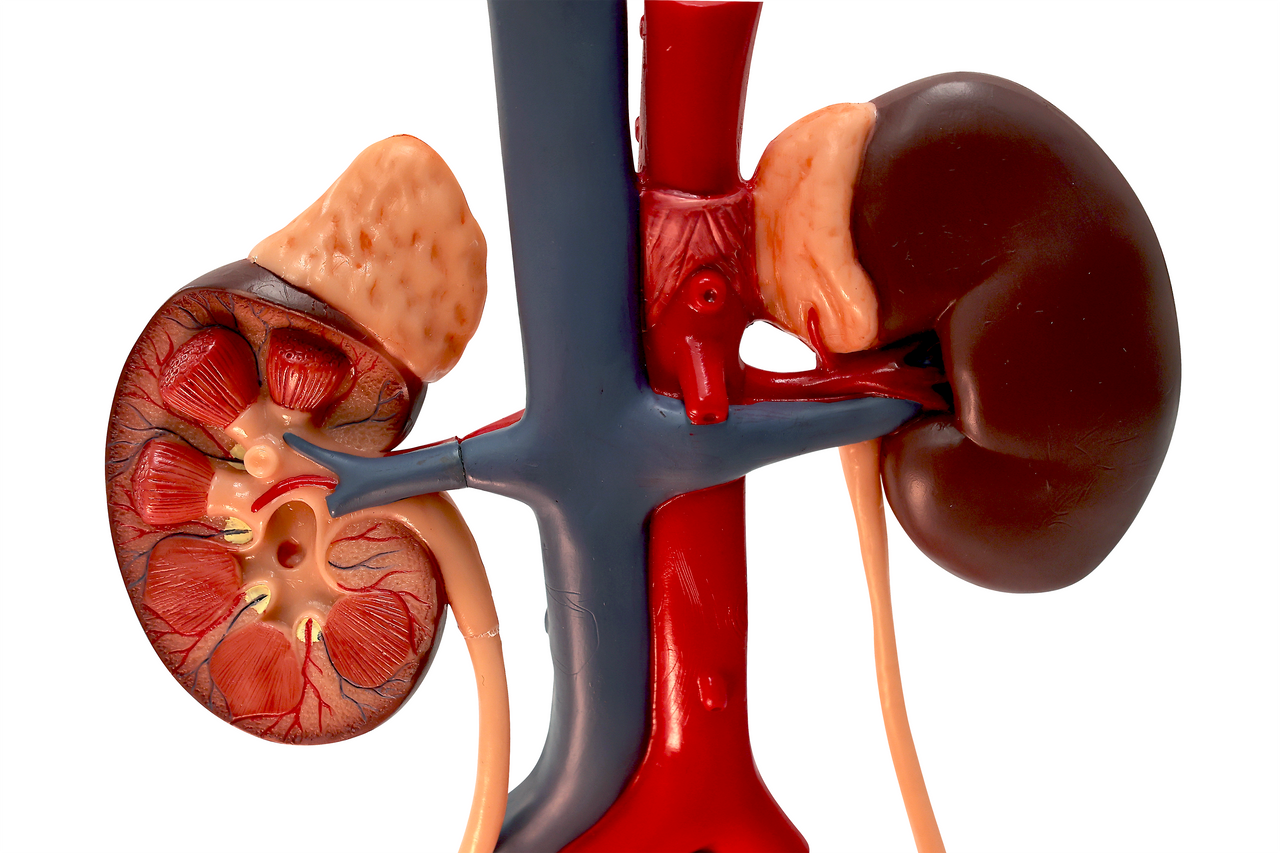 Axis Scientific Free Standing Urinary System, Life Size - 3 Parts