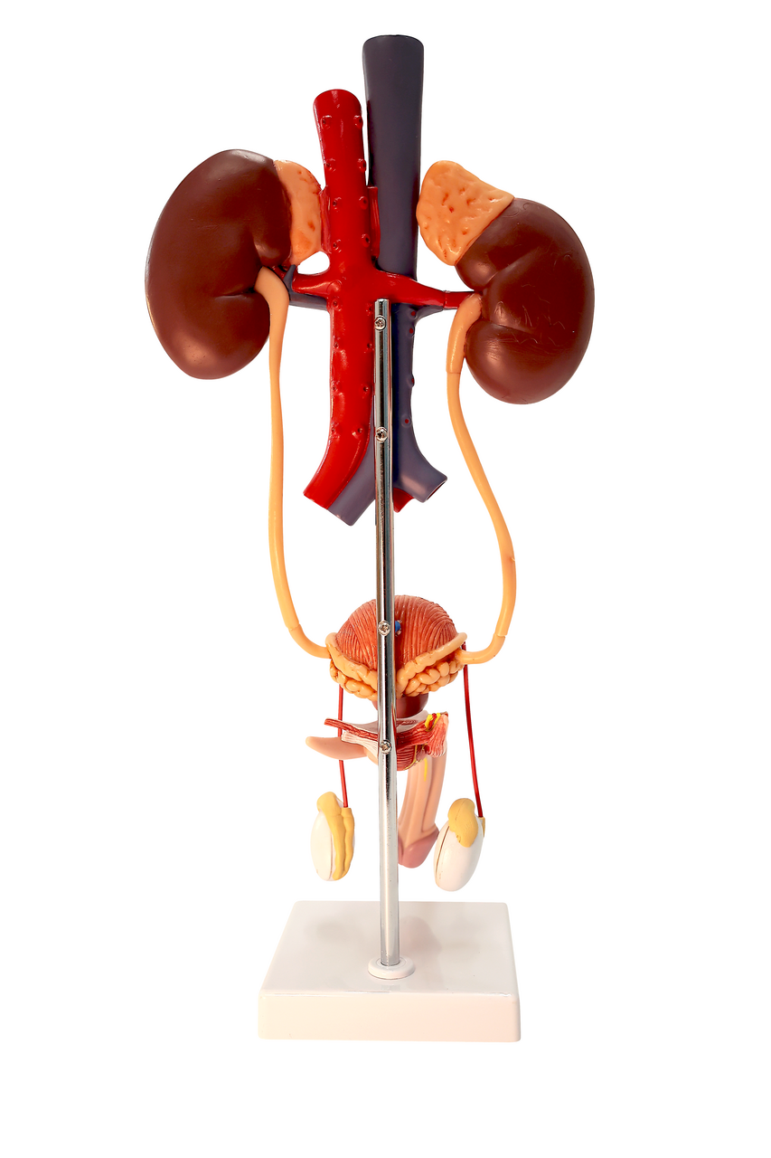 Axis Scientific Free Standing Urinary System, Life Size - 3 Parts
