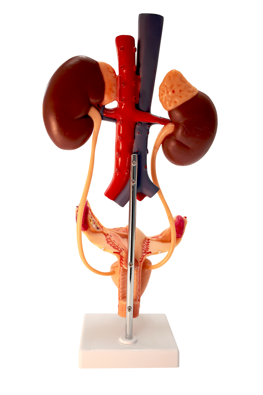 Axis Scientific Free Standing Urinary System, Life Size - 3 Parts