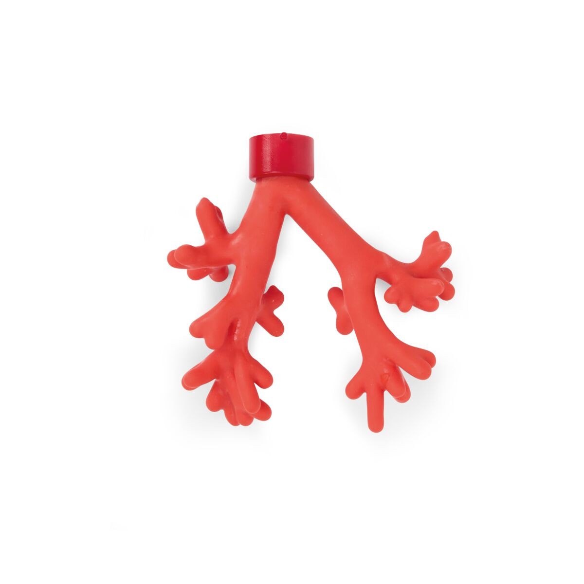 4th Order Segmental Bronchi