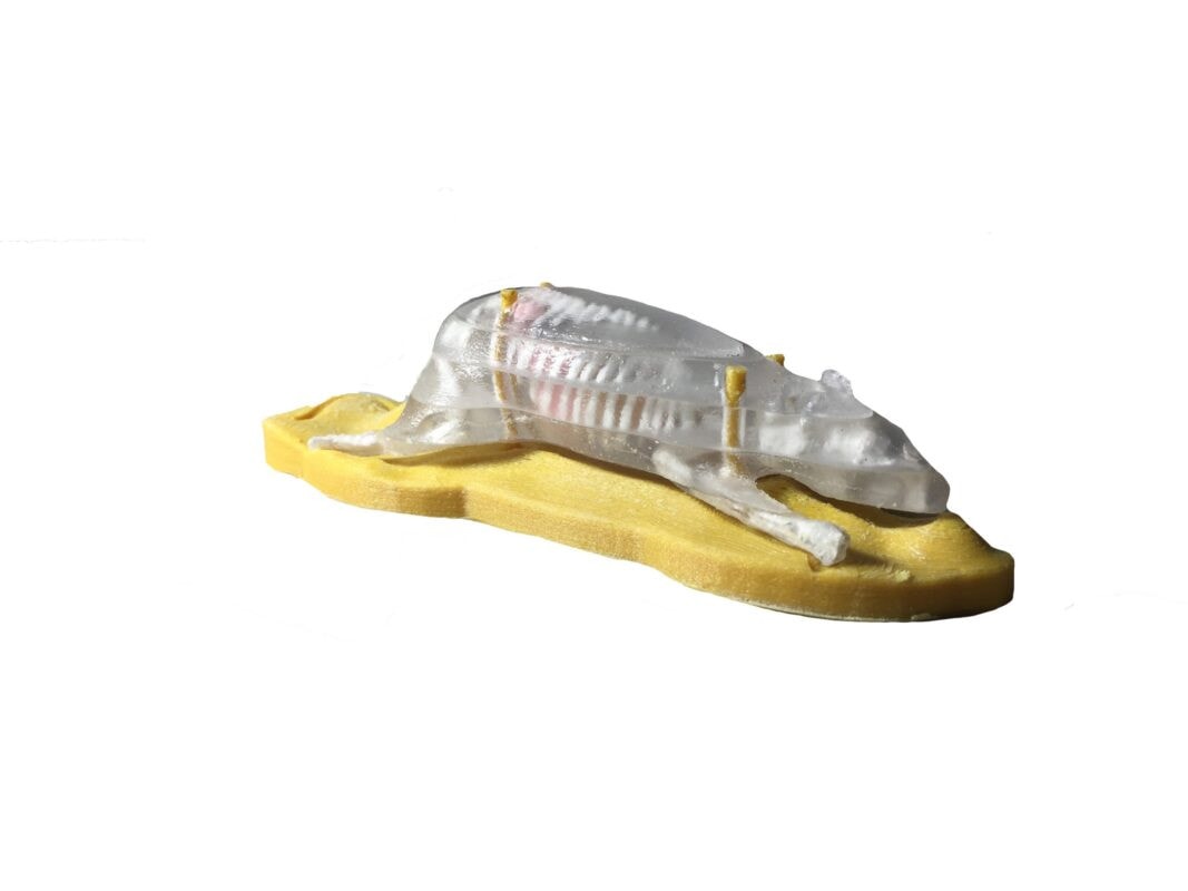 Sectional Mouse Phantom for X-Ray CT