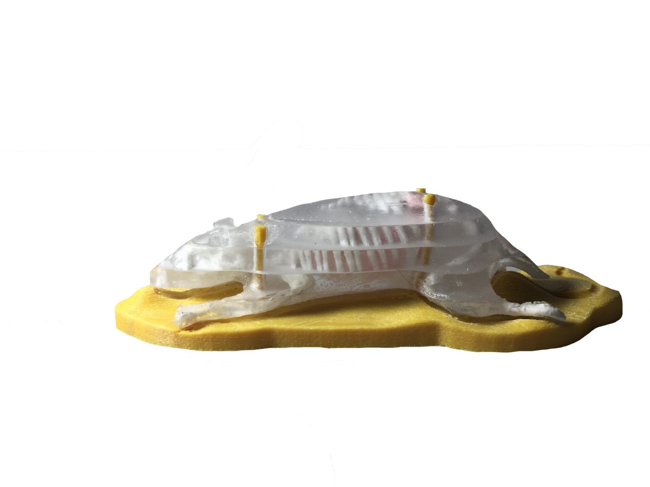 Sectional Mouse Phantom for X-Ray CT