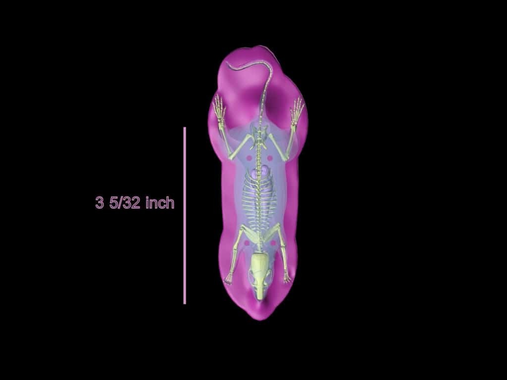 Sectional Mouse Phantom for X-Ray CT
