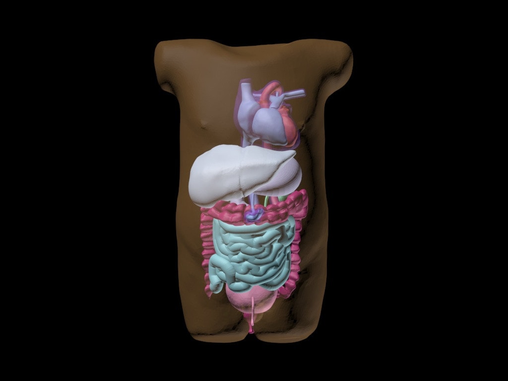Newborn Torso (Advanced) for X-Ray CT, MRI