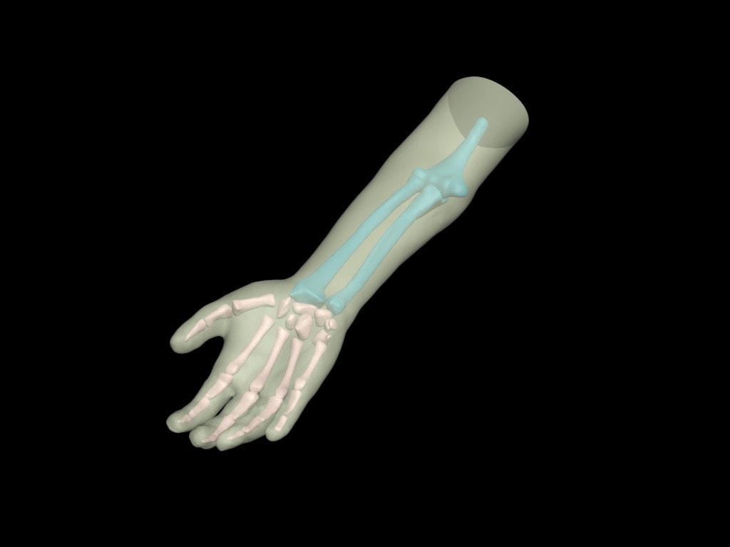 Adult Arm with Elbow for X-Ray CT, US, MRI