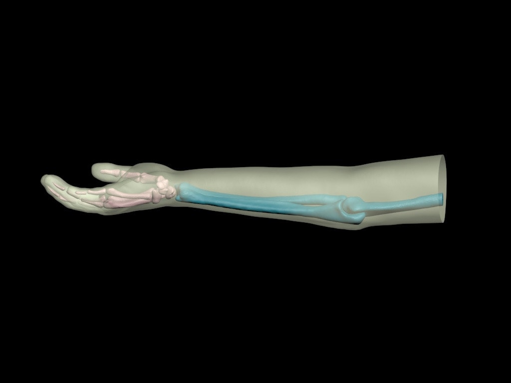 Adult Arm with Elbow for X-Ray CT, US, MRI