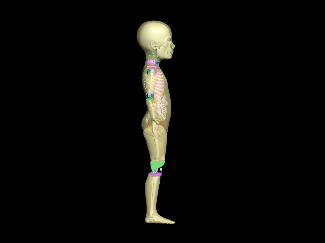 Pediatric Full Body for X-Ray CT, US
