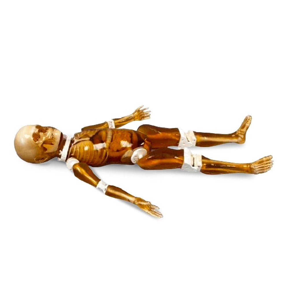 Pediatric Full Body for X-Ray CT, US
