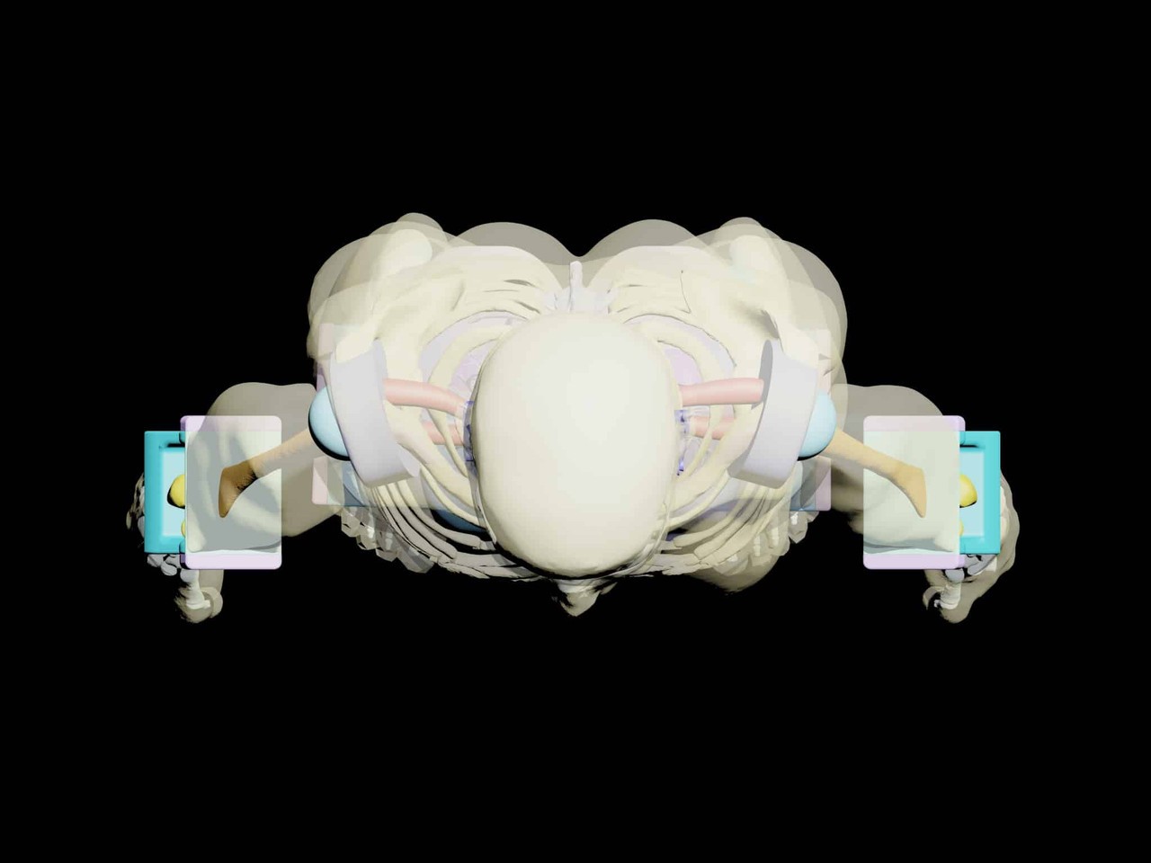 Adult Full Body with Muscles (Skin) for X-Ray CT, US