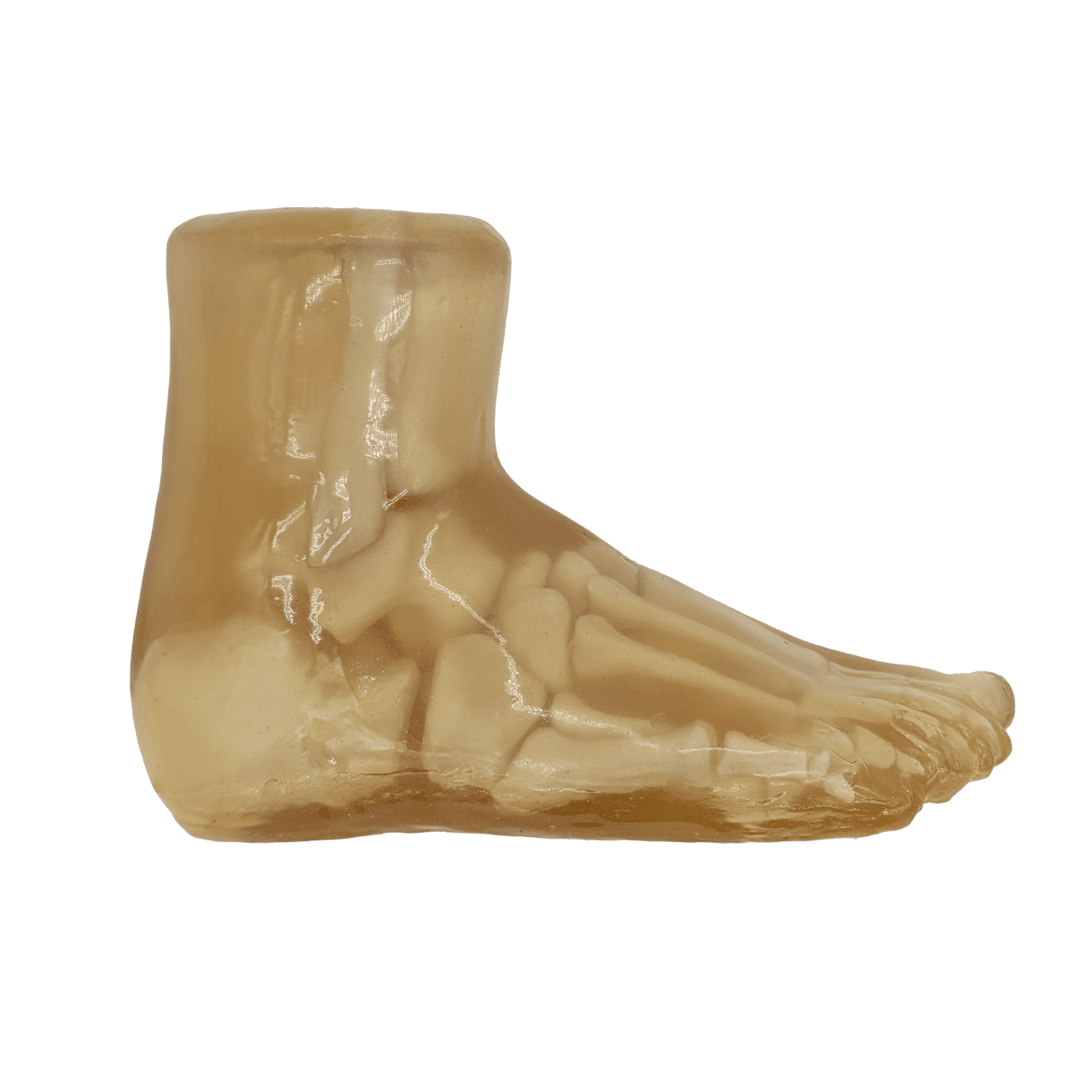 Adult Foot for X-Ray CT, US, MRI