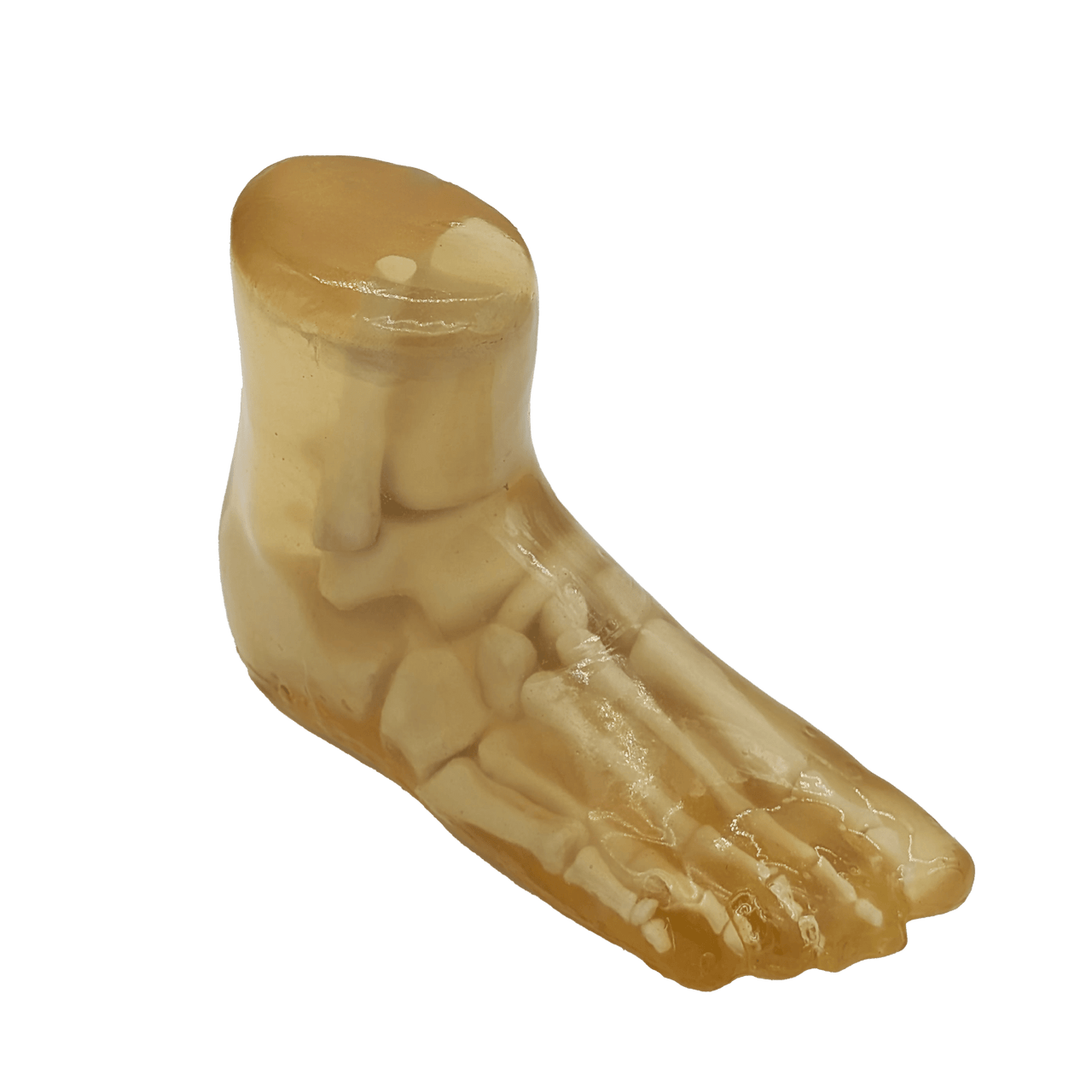 Adult Foot for X-Ray CT, US, MRI