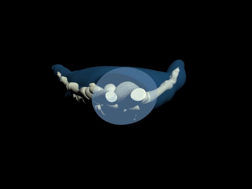 Pediatric Hand for X-Ray CT, US, MRI