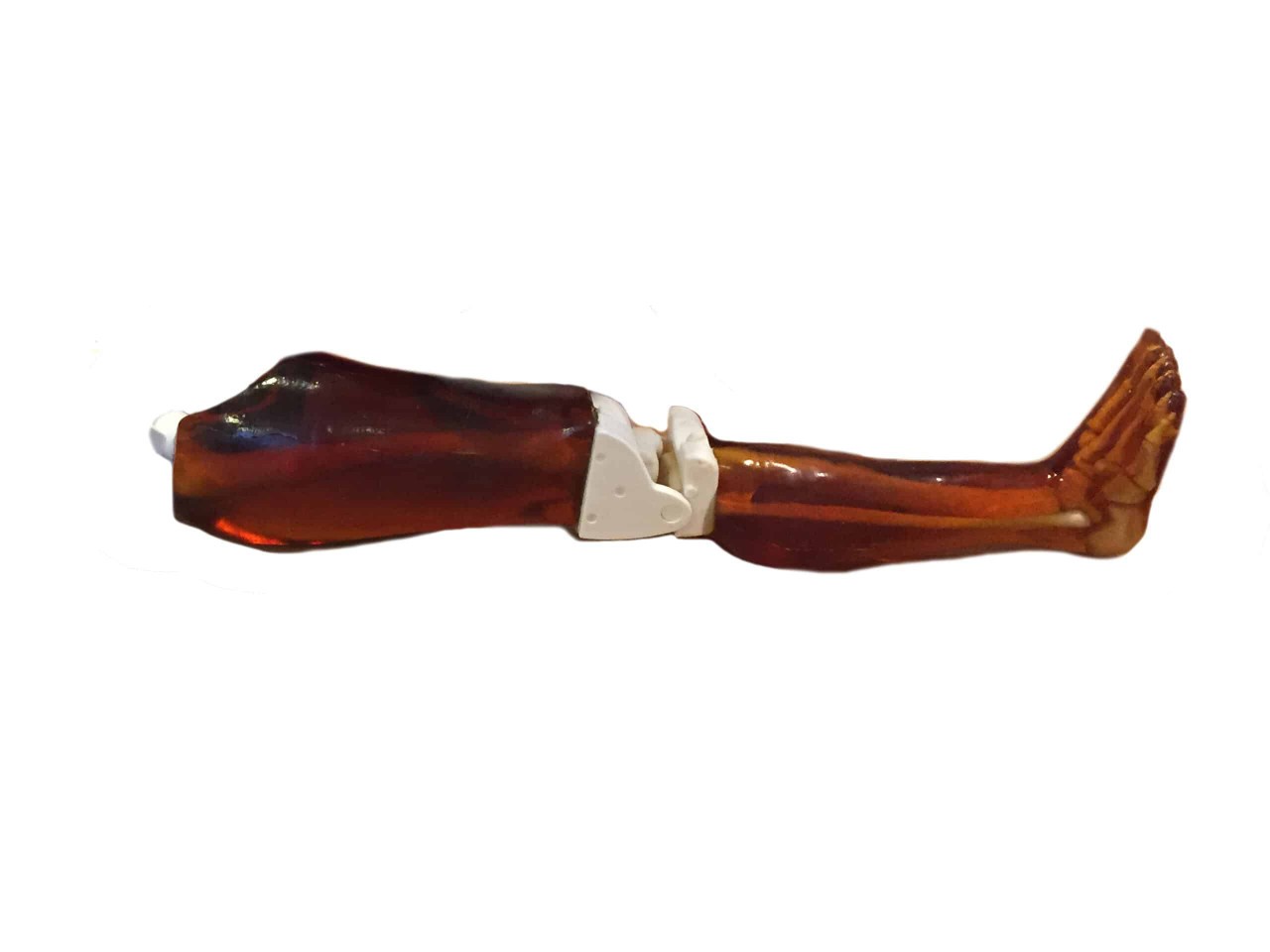 Adult Leg for X-Ray CT, US, MRI