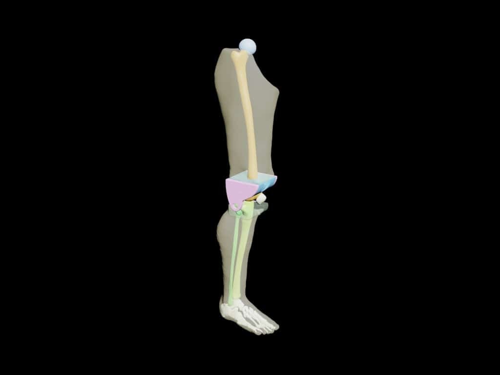 Adult Leg for X-Ray CT, US, MRI