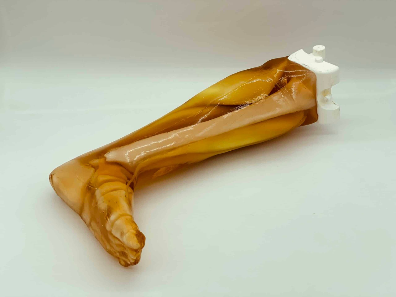 Adult Leg (Muscles) for X-Ray CT, US, MRI