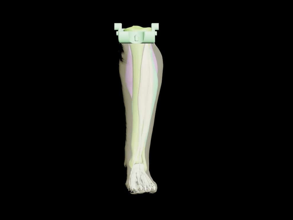 Adult Leg (Muscles) for X-Ray CT, US, MRI