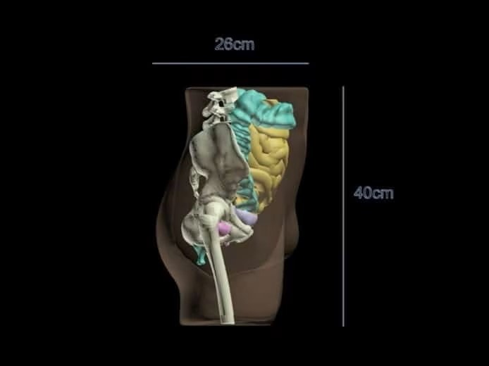 Adult Pelvis with Organs for X-Ray CT, MRI