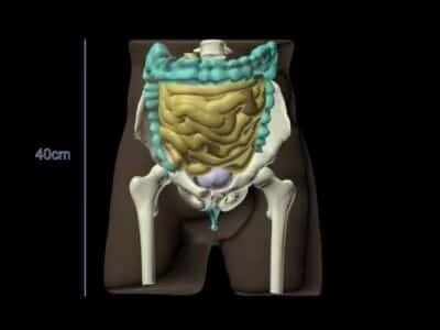 Adult Pelvis with Organs for X-Ray CT, MRI