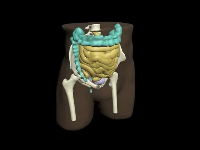 Adult Pelvis with Organs for X-Ray CT, US