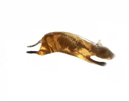 Rat Phantom (Anatomical) for X-Ray CT, US