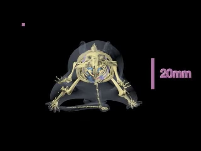Rat Phantom (Anatomical) for X-Ray CT, US