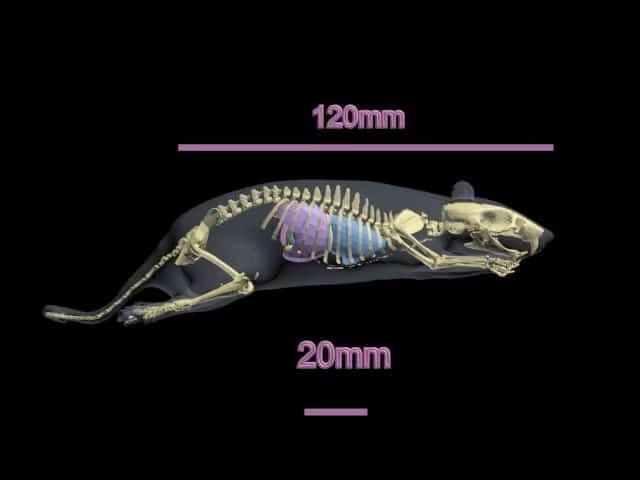 Rat Phantom (Anatomical) for X-Ray CT, US