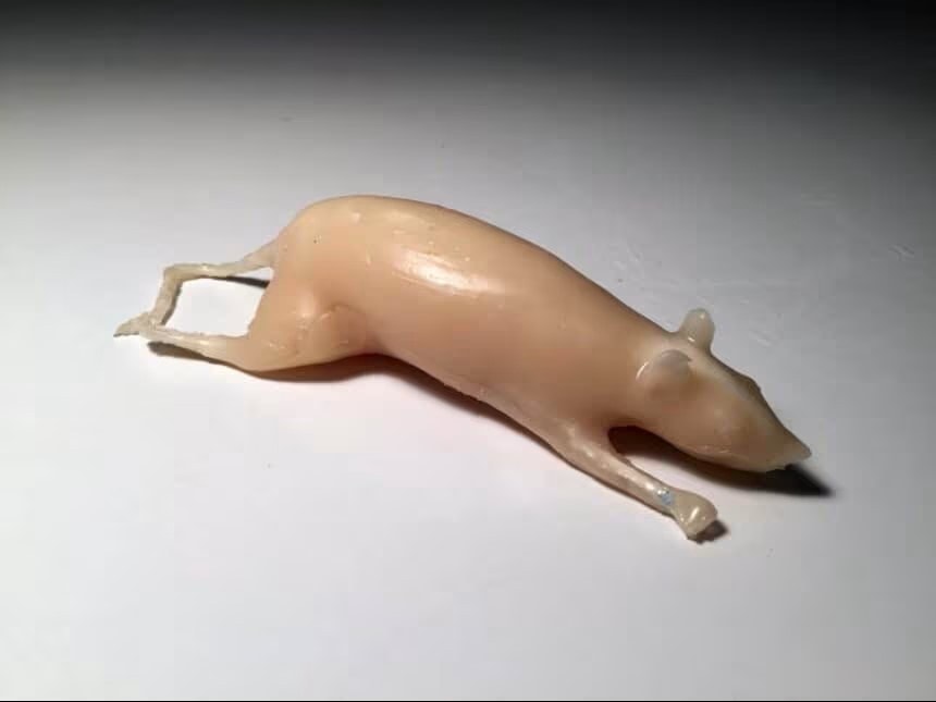Rat Phantom (Anatomical) for X-Ray CT, US