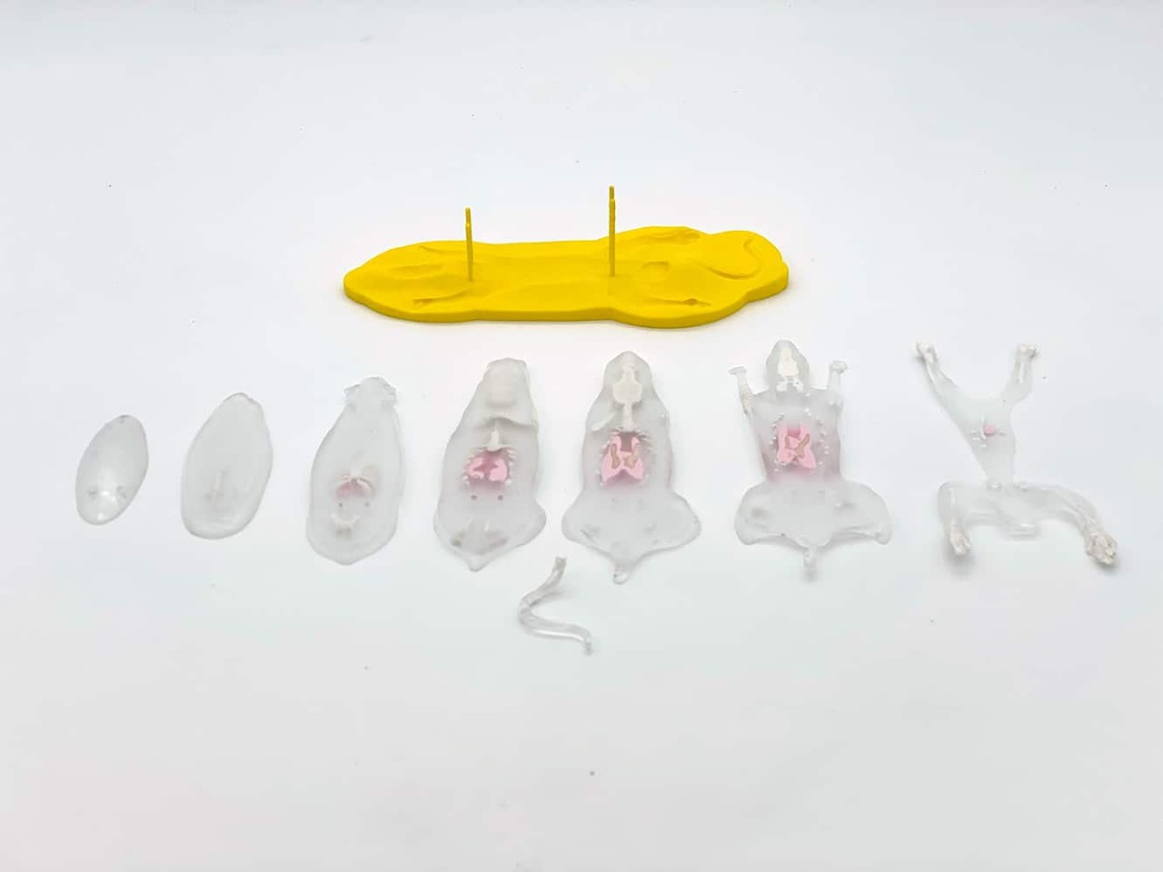Sectional Rat Phantom for X-Ray CT