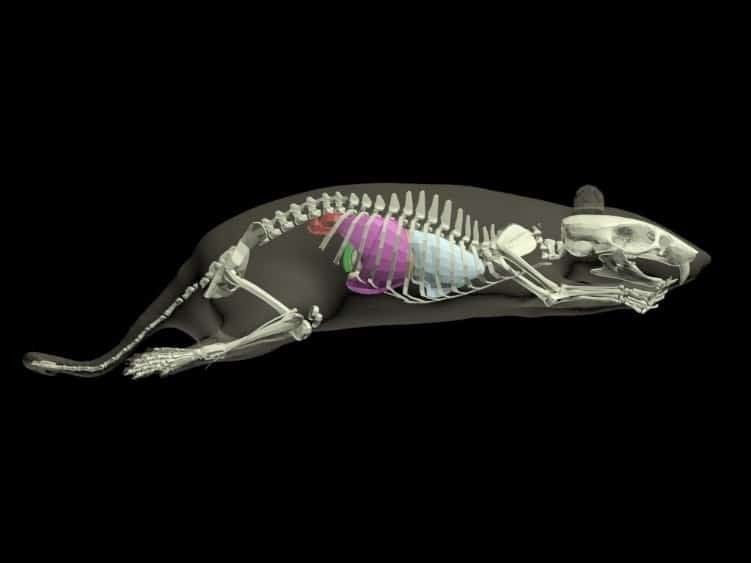 Sectional Rat Phantom for X-Ray CT