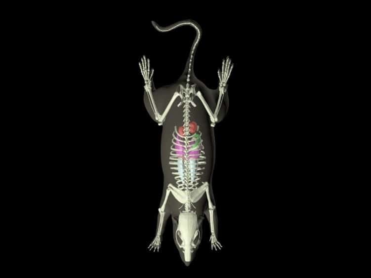 Sectional Rat Phantom for X-Ray CT