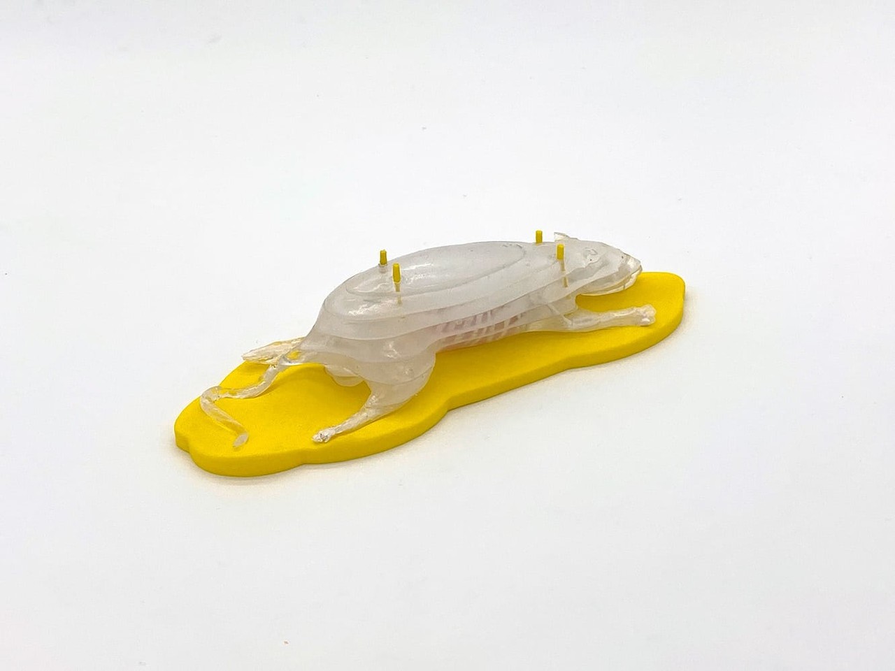 Sectional Rat Phantom for X-Ray CT