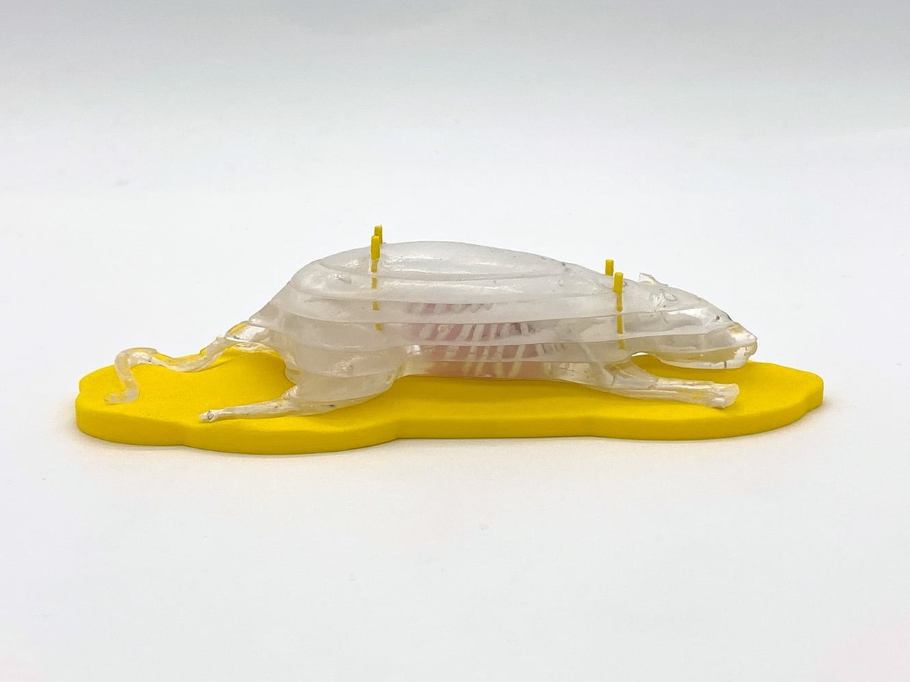 Sectional Rat Phantom for X-Ray CT