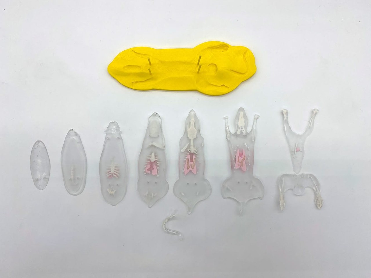 Sectional Rat Phantom for X-Ray CT