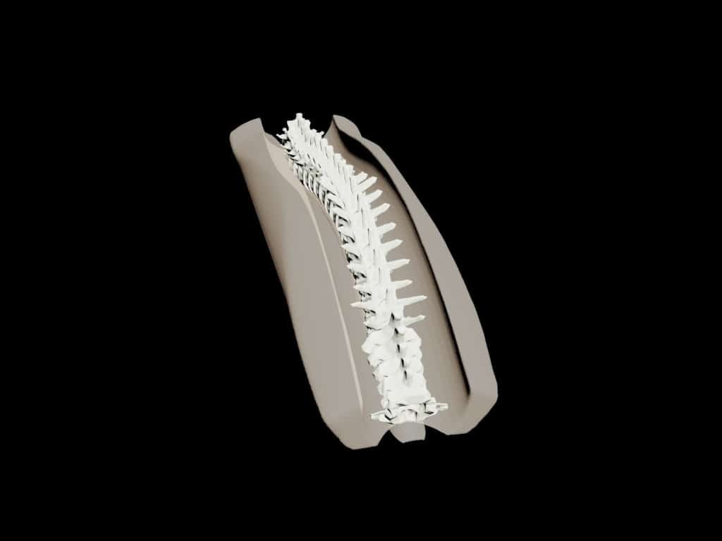 Adult Spine for X-Ray CT