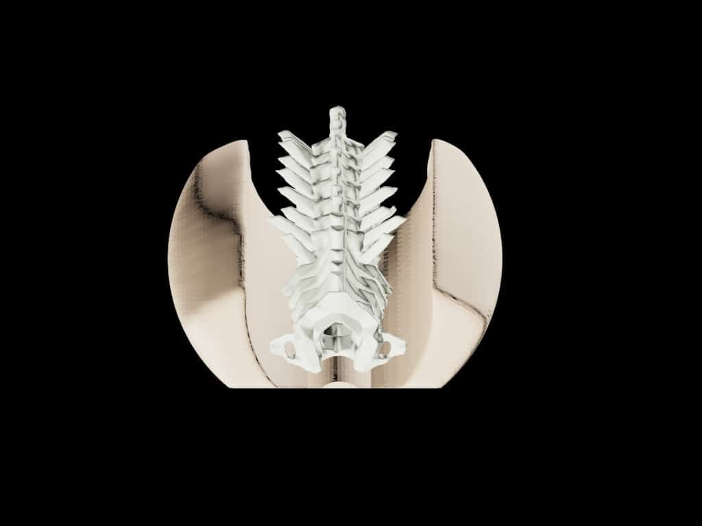 Adult Spine for X-Ray CT