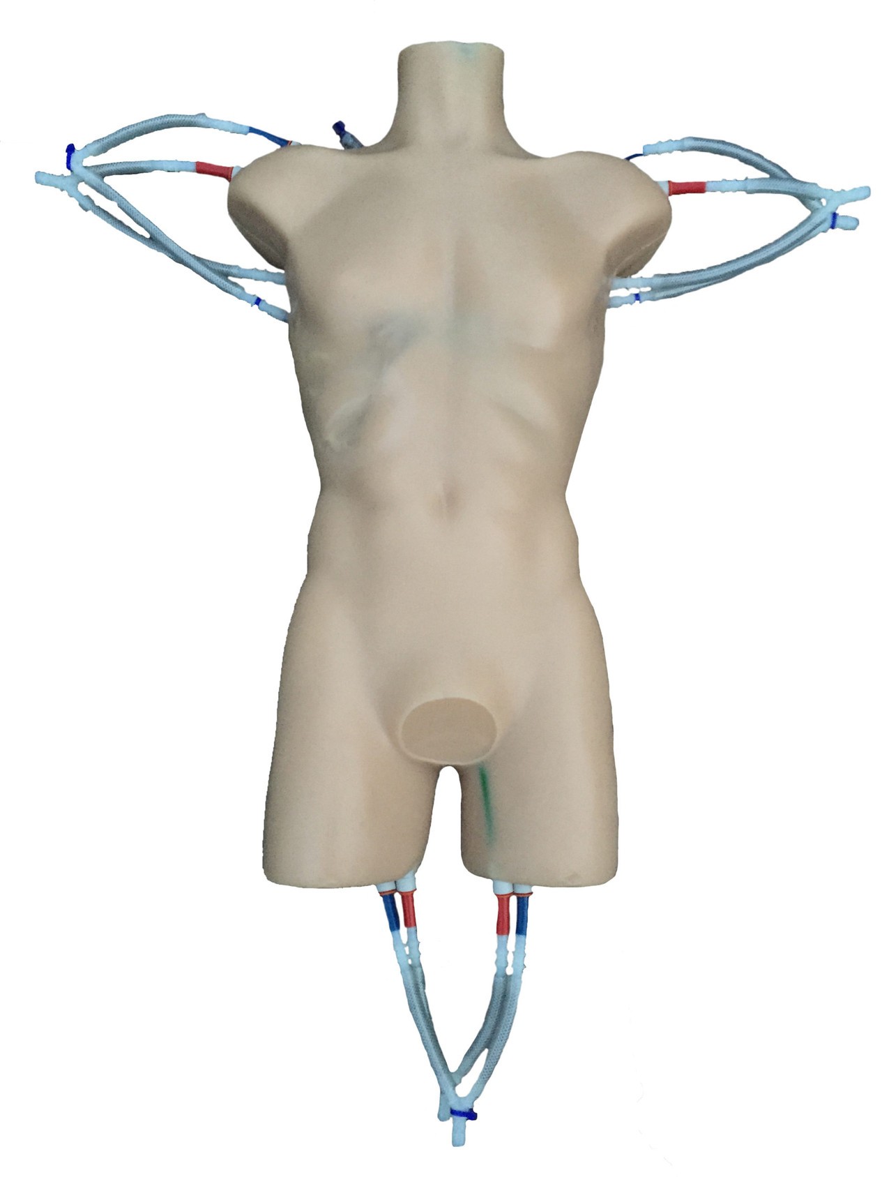Adult Torso (Cardiac) for X-Ray CT, MRI