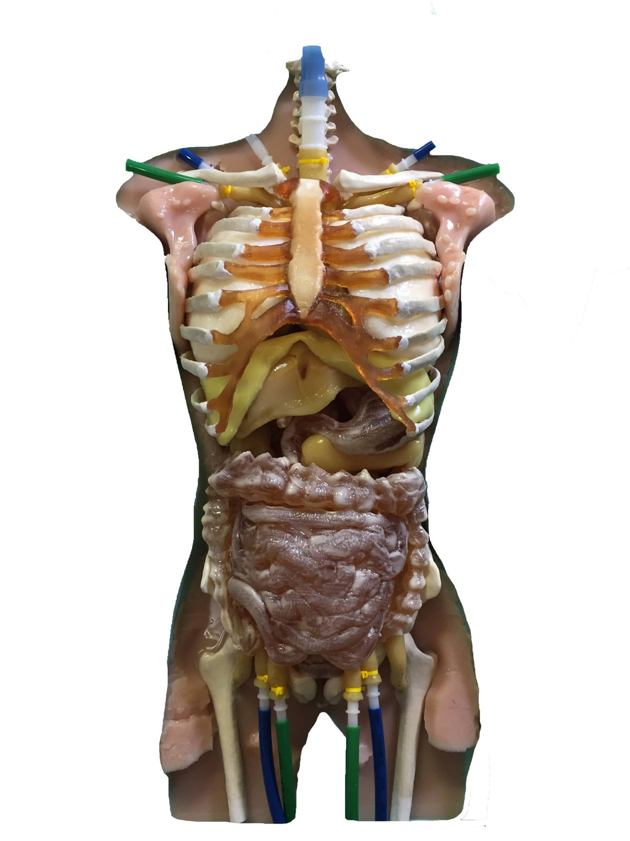 Adult Torso (Cardiac) for X-Ray CT, MRI