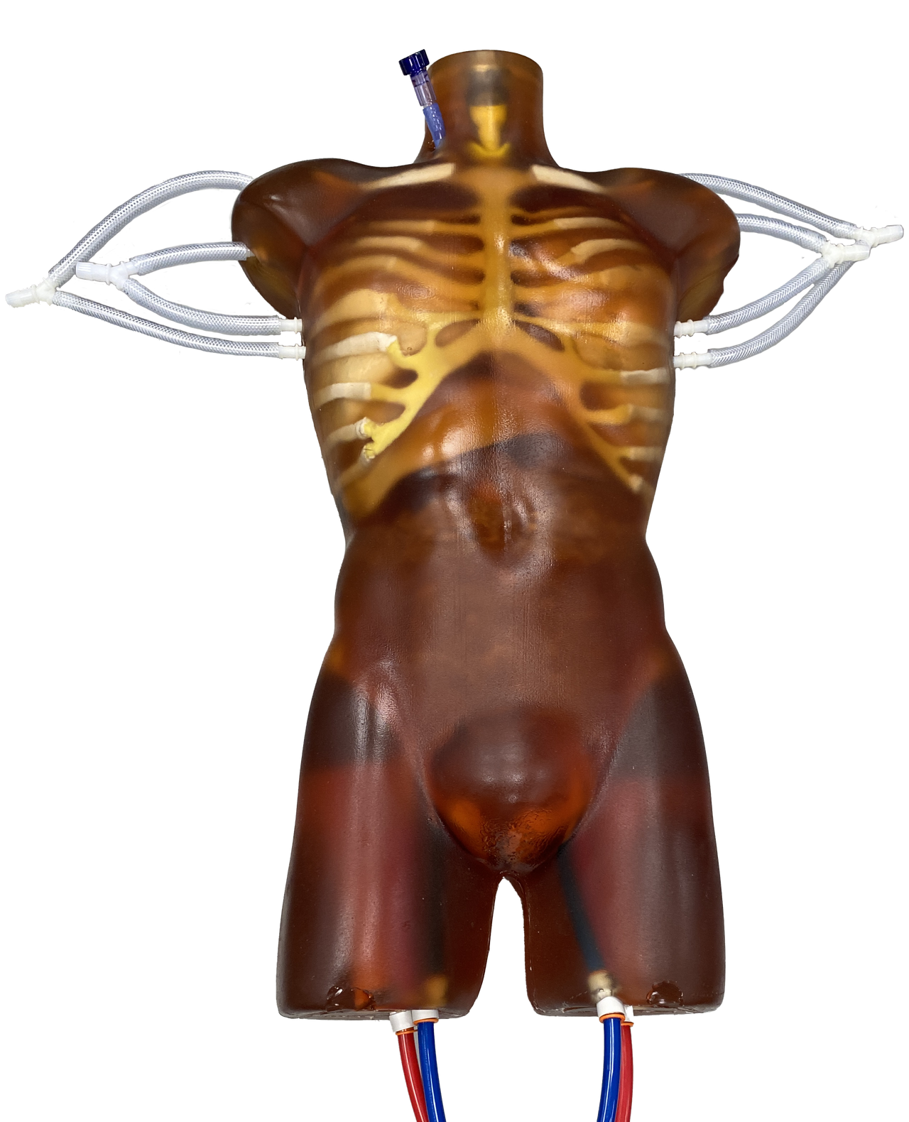 Adult Torso (Cardiac) for X-Ray CT, MRI