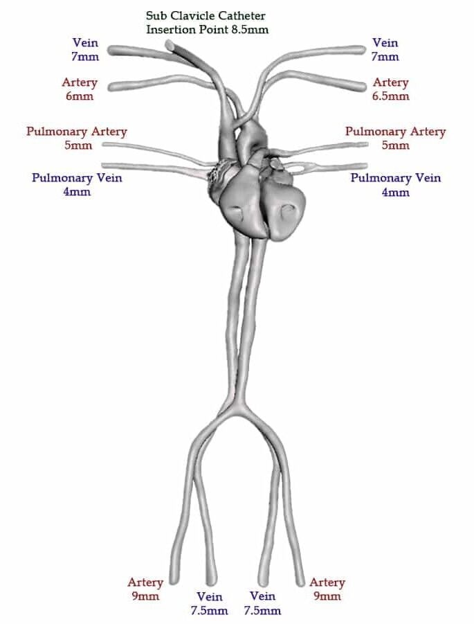 Adult Torso (Dynamic) for X-Ray CT, US - Pump connections