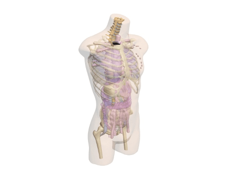 Adult Torso (Dynamic) for X-Ray CT, US - Product design