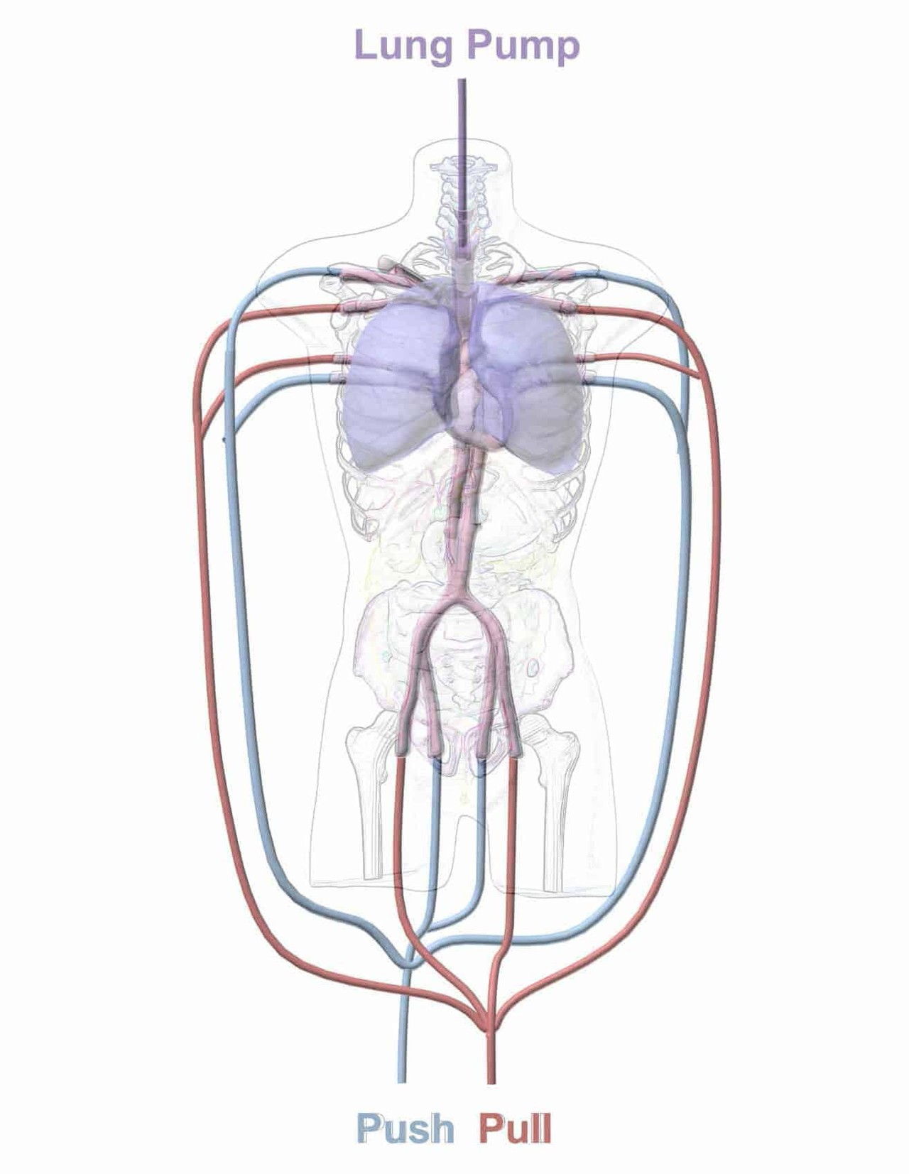 Adult Torso (Dynamic) for X-Ray CT, US - Pump connections
