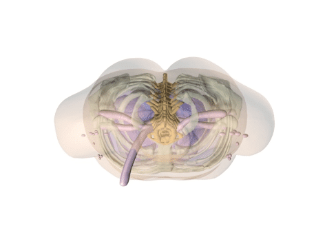 Adult Torso (Dynamic) for X-Ray CT, MRI