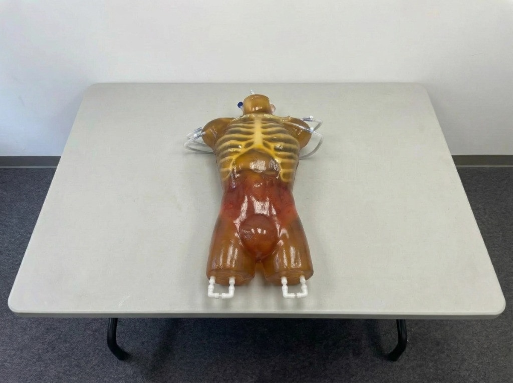 Adult Torso (Dynamic) for X-Ray CT, MRI