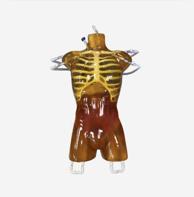 Adult Torso (Dynamic) for X-Ray CT, MRI