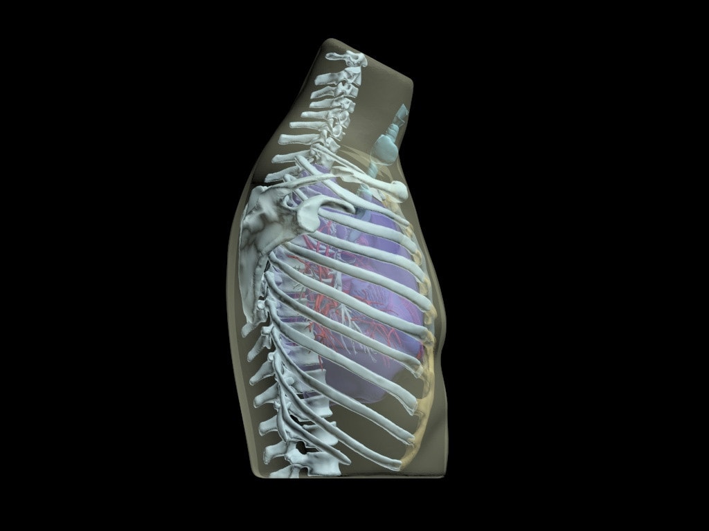 Adult Thorax for X-Ray CT, US, MRI
