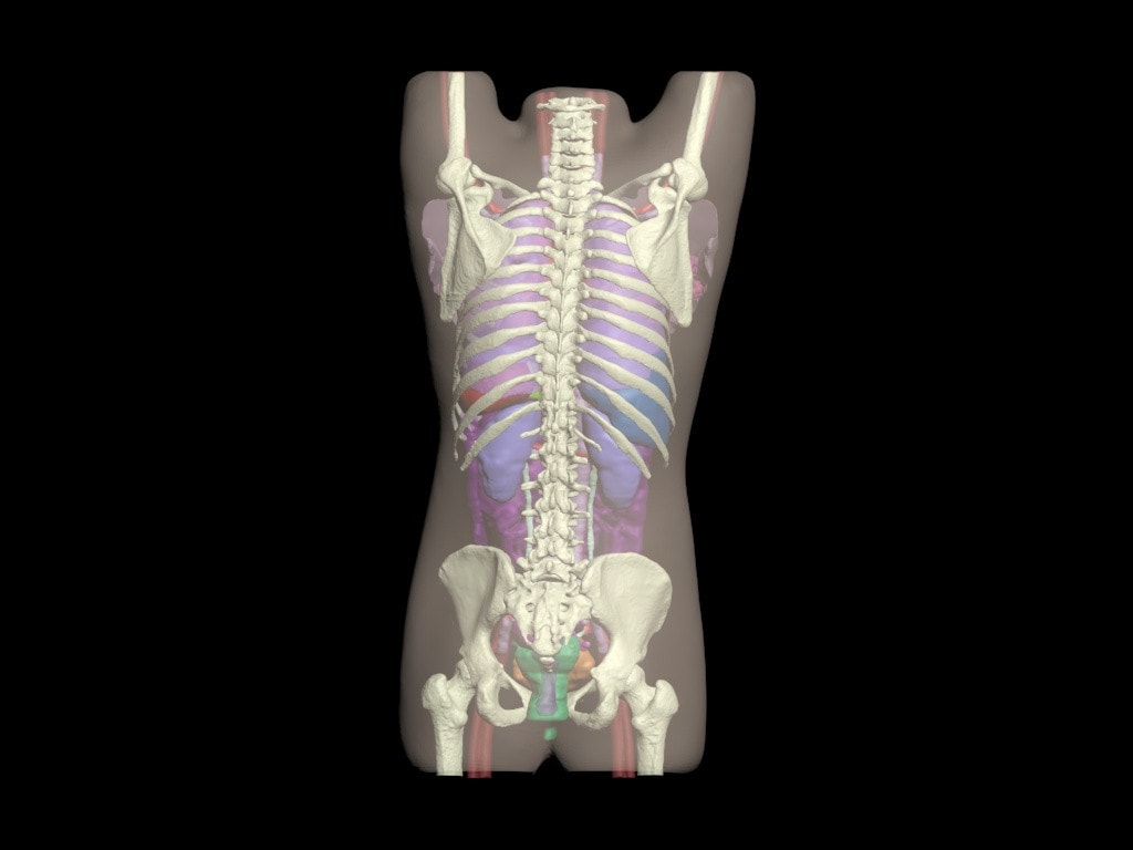 Adult Female Torso for X-Ray CT, US